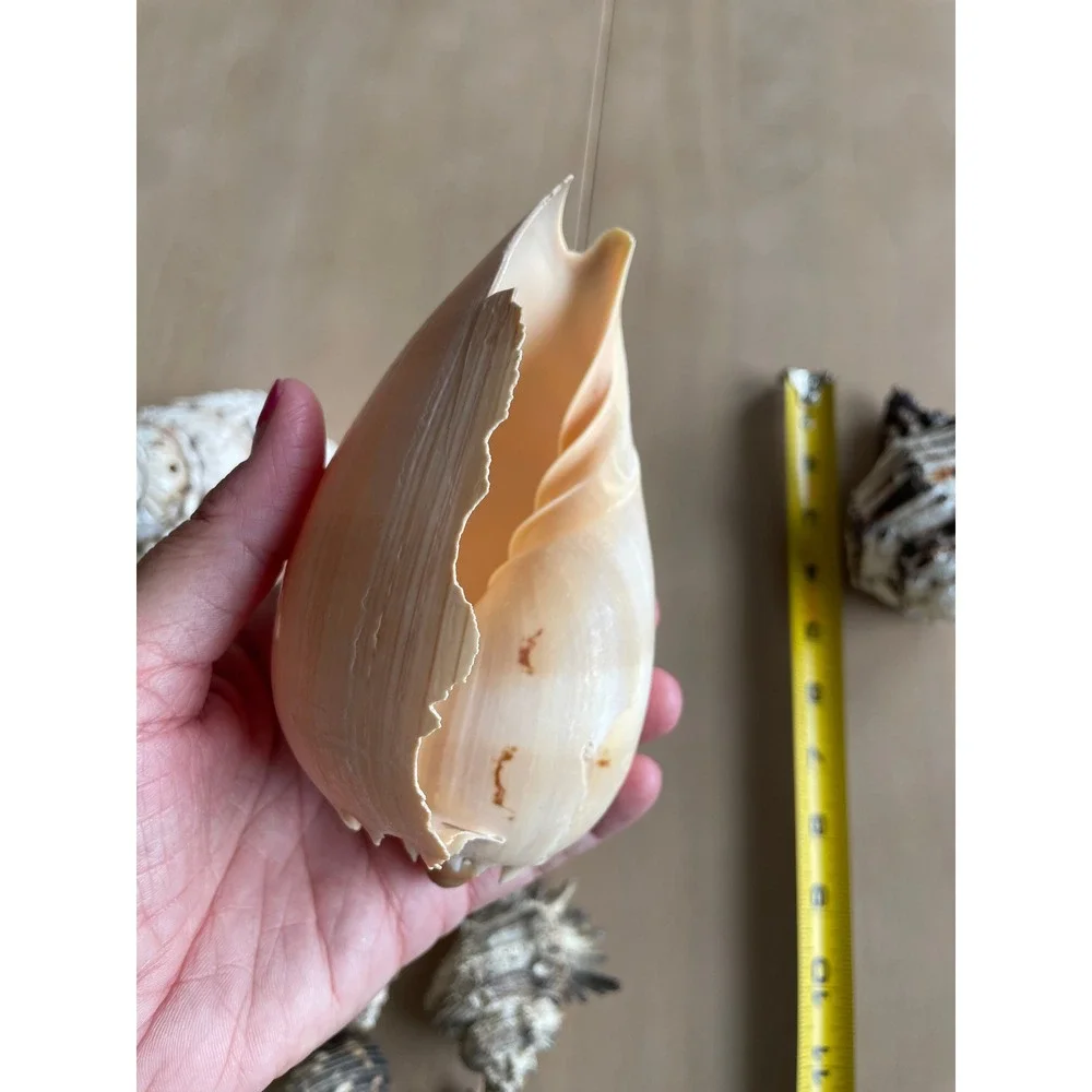 Large Mixed Seashell Collection 16 Natural Beach Shells Craft Decor Display Lot
